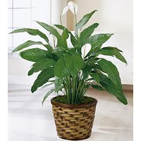Spathiphyllum Plant - Ccs2 Fast Charging Socket 250A review and price