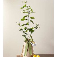 Petite Meyer Lemon Tree - FedE - Ccs2 Fast Charging Socket 250A review and price
