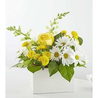 Sun Salutation Box Bouquet - Ccs2 Fast Charging Socket 250A review and price