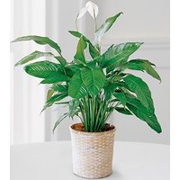 FTD Peace Lily Plant - Ccs2 Fast Charging Socket 250A review and price