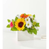 Sun - drenched Blooms Box Bouq - Ccs2 Fast Charging Socket 250A review and price