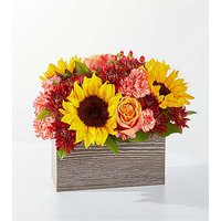 Fresh Cider Bouquet - Ccs2 Fast Charging Socket 250A review and price