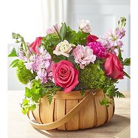 Radiance in Bloom Basket - Ccs2 Fast Charging Socket 250A review and price