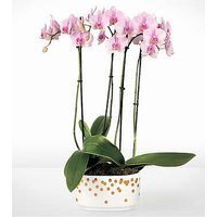 Pink and Pretty Orchid Garden  - Ccs2 Fast Charging Socket 250A review and price