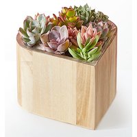 My Heart Succulent Garden - Fe - Ccs2 Fast Charging Socket 250A review and price