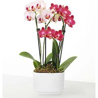 Let Love Grow Orchid Duo - Fed - Ccs2 Fast Charging Socket 250A review and price