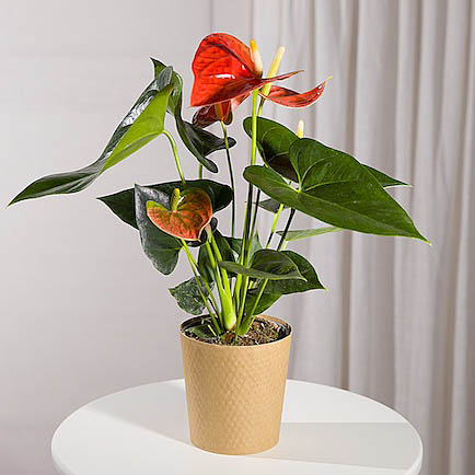 Coral Anthurium Plant - Chademo To Ccs Combo 1 Adapter review and price