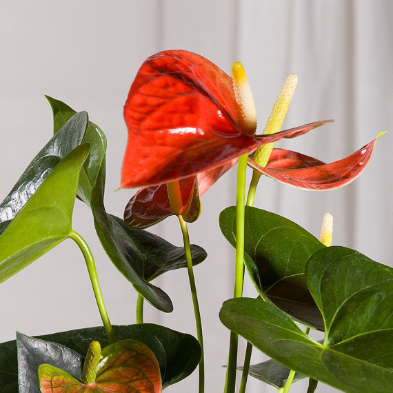 Coral Anthurium Plant - Chademo To Ccs Combo 1 Adapter review and price