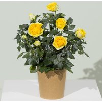 Yellow Rose Plant - Chademo To Ccs Combo 1 Adapter review and price