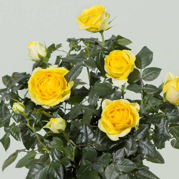 Yellow Rose Plant - Chademo To Ccs Combo 1 Adapter review and price