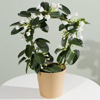 Stephanotis Plant - Chademo To Ccs Combo 1 Adapter review and price