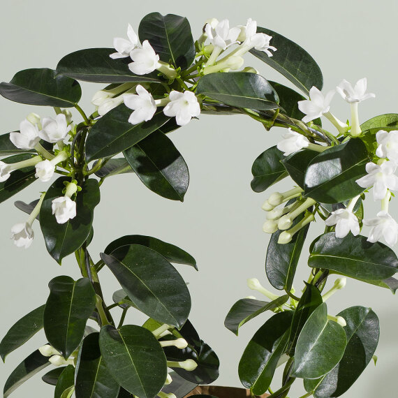 Stephanotis Plant - Chademo To Ccs Combo 1 Adapter review and price