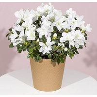 White Azalea Plant - Chademo To Ccs Combo 1 Adapter review and price
