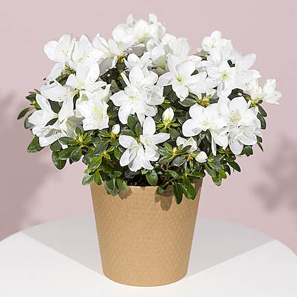 White Azalea Plant - Chademo To Ccs Combo 1 Adapter review and price