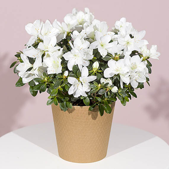 White Azalea Plant - Chademo To Ccs Combo 1 Adapter review and price