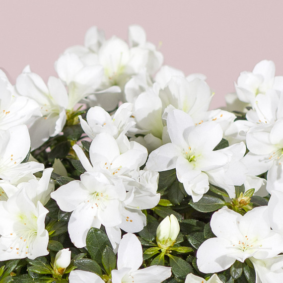 White Azalea Plant - Chademo To Ccs Combo 1 Adapter review and price