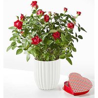 Royal Red Rose - Heart Shaped  - Ccs2 Fast Charging Socket 250A review and price