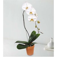White Cascading Orchid - Ccs2 Fast Charging Socket 250A review and price