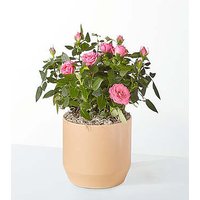 Young Love Pink Rose Plant - F - Ccs2 Fast Charging Socket 250A review and price