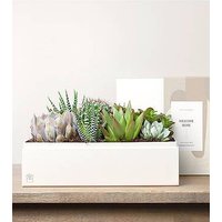 Lula's Lush Garden - Welcome H - Ccs2 Fast Charging Socket 250A review and price
