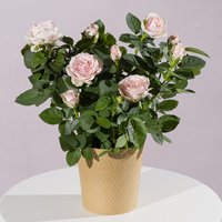 Pink Rose Plant - Chademo To Ccs Combo 1 Adapter review and price