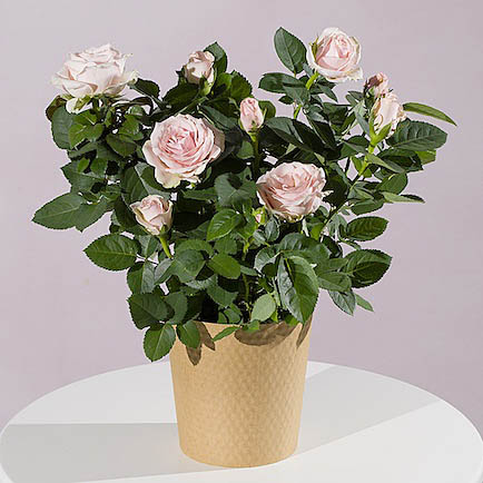 Pink Rose Plant - Chademo To Ccs Combo 1 Adapter review and price