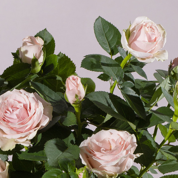 Pink Rose Plant - Chademo To Ccs Combo 1 Adapter review and price