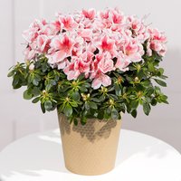 Pink Azalea Plant - Chademo To Ccs Combo 1 Adapter review and price
