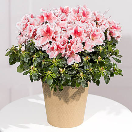Pink Azalea Plant - Chademo To Ccs Combo 1 Adapter review and price