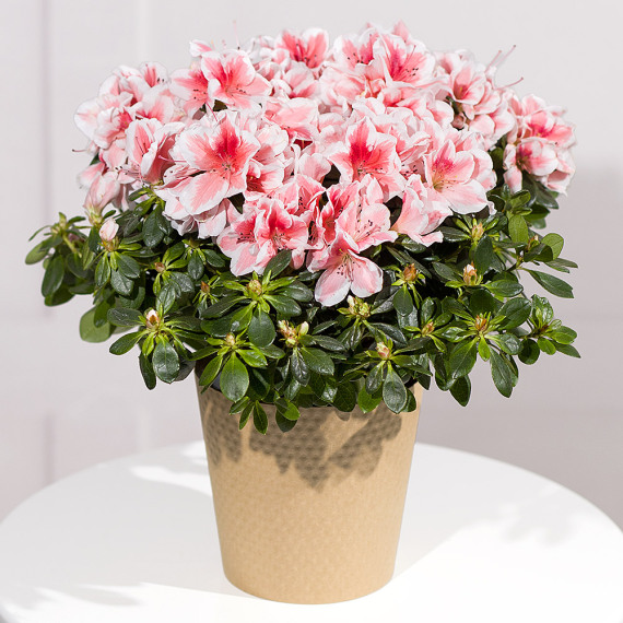 Pink Azalea Plant - Chademo To Ccs Combo 1 Adapter review and price