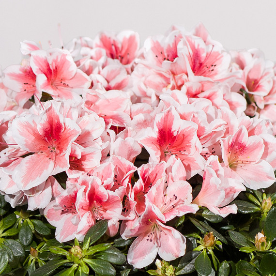 Pink Azalea Plant - Chademo To Ccs Combo 1 Adapter review and price