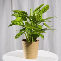 Calathea Plant - Chademo To Ccs Combo 1 Adapter review and price