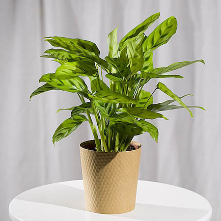 Calathea Plant - Chademo To Ccs Combo 1 Adapter review and price