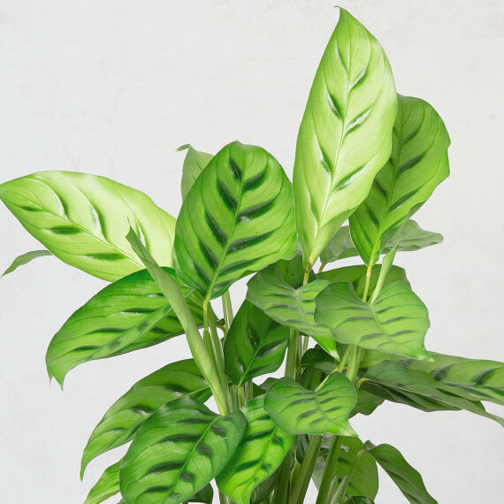 Calathea Plant - Chademo To Ccs Combo 1 Adapter review and price