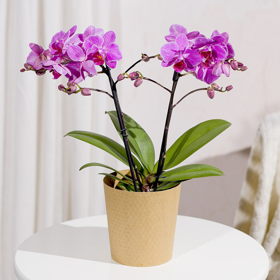 Phalaenopsis Orchid - Chademo To Ccs Combo 1 Adapter review and price