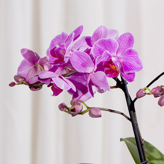 Phalaenopsis Orchid - Chademo To Ccs Combo 1 Adapter review and price