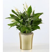 Comfort Bloom Peace Lily - Fed - Ccs2 Fast Charging Socket 250A review and price