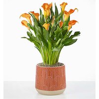 Golden Orange Calla Lily Plant - Ccs2 Fast Charging Socket 250A review and price
